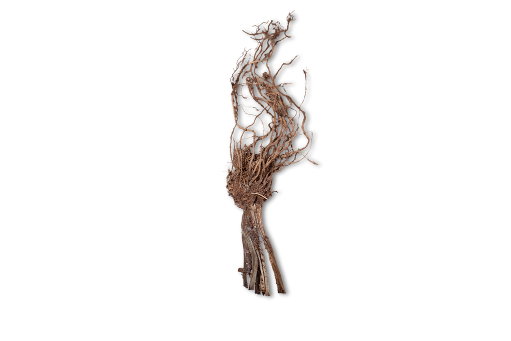 Valerian Extract